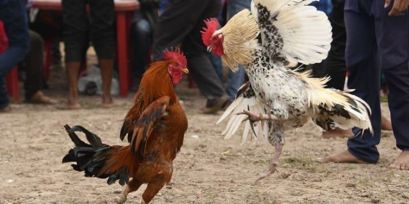 Một số hình thức đá gà được yêu thích tại K89BET