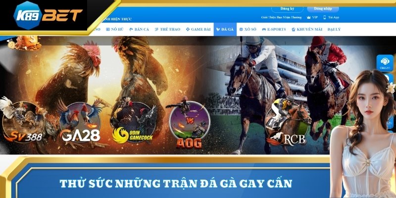 Thử sức những trận đá gà gay cấn